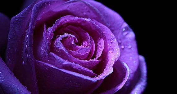 紫色玫瑰的花语和寓意（探究紫色玫瑰的意义和象征）