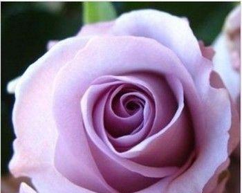 紫色玫瑰的美丽与寓意（解读紫色玫瑰的深层含义）