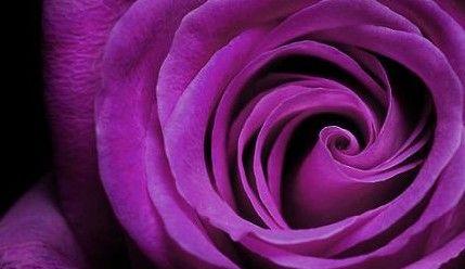 紫色玫瑰花语（紫色玫瑰的花语和寓意以及其在不同场合的运用）