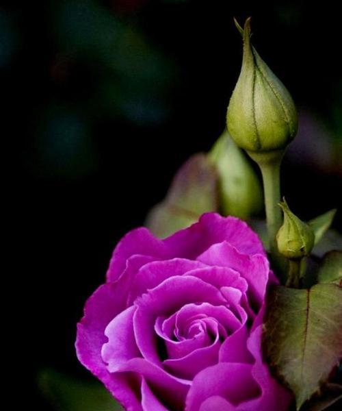 紫色玫瑰的花语与意义（玫瑰花中的紫色之美）