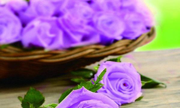 紫色玫瑰的花语与意义（玫瑰花中的紫色之美）