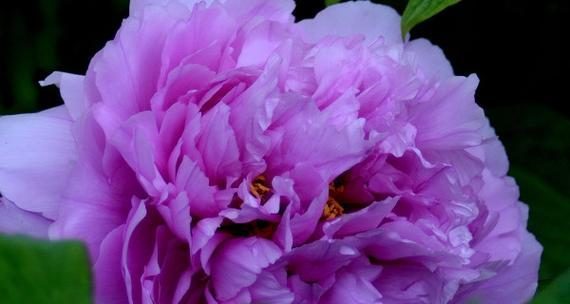 紫色牡丹花的寓意与象征（探寻紫色牡丹花的美与哲理）