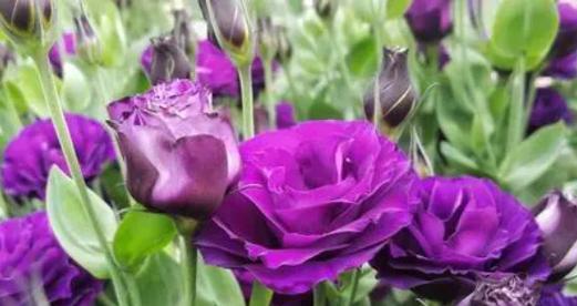 紫色矢车菊的花语（探寻矢车菊花的内涵和象征）
