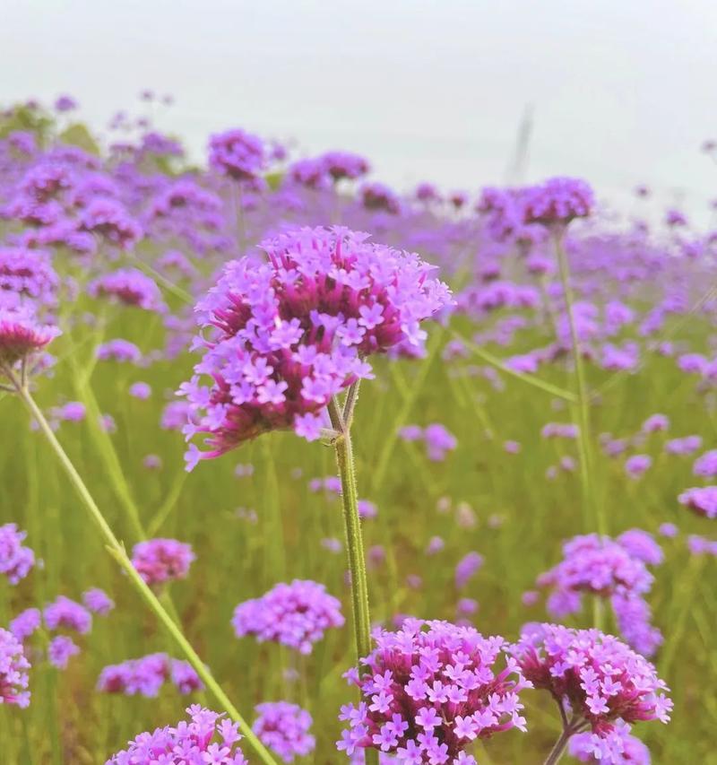 紫色小雏菊的花语和寓意（紫色小雏菊的美丽与深刻的寓意）