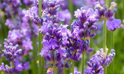 紫色薰衣草的花语与寓意（追寻生命中的宁静与自由）