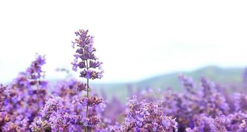 紫色薰衣草的花语与寓意（追寻生命中的宁静与自由）