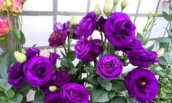 紫色洋桔梗的花语与寓意——深情与坚毅的象征（紫色洋桔梗的美丽花朵所传递的意义及象征意义）