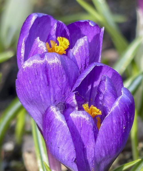 紫色玉兰花的寓意与象征（探索紫色玉兰花的美与意义）