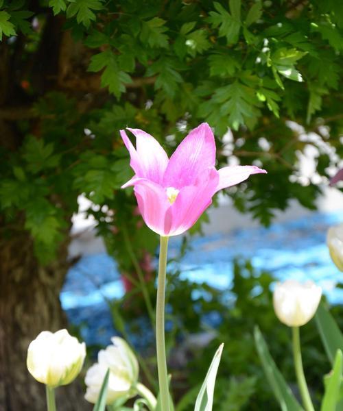 紫色郁金香花语的意义与象征（探索郁金香花语的深层内涵与文化背景）