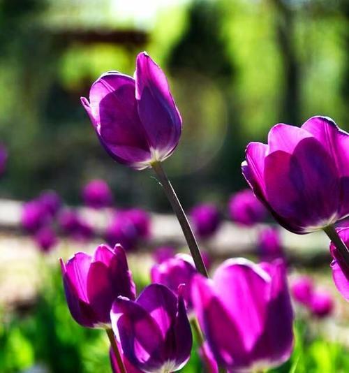 紫色郁金香的花语（揭示花海中的情感密码）
