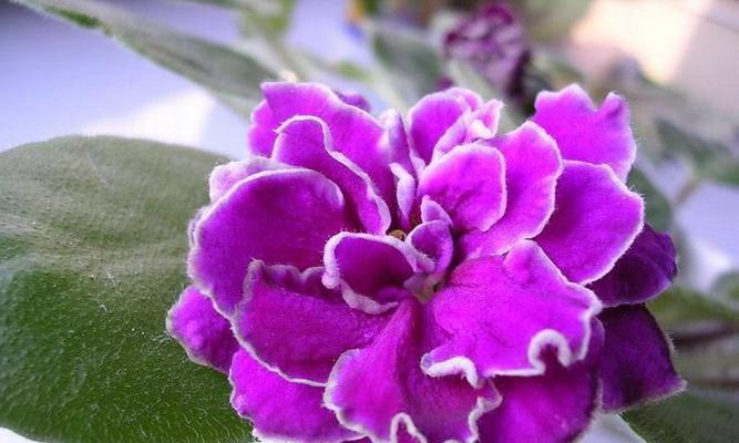 紫色紫罗兰花语及其意义探究（紫色紫罗兰花语的丰富内涵与象征意义）
