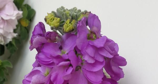 紫罗兰花的花语与寓意（探索紫色紫罗兰花所传达的神秘信息）