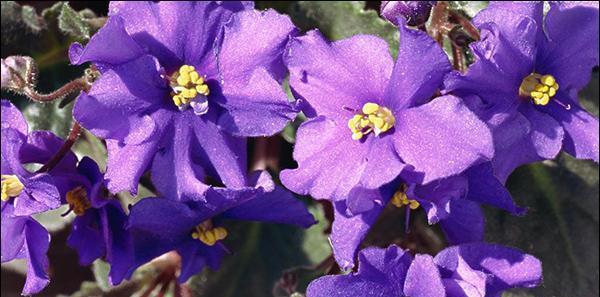 紫罗兰花的花语与寓意（探索紫色紫罗兰花所传达的神秘信息）
