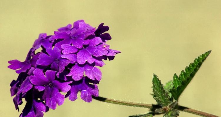 紫罗兰花的花语与寓意（探索紫色紫罗兰花所传达的神秘信息）