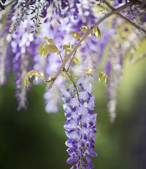 紫藤花的花语（紫藤花的意义和象征）