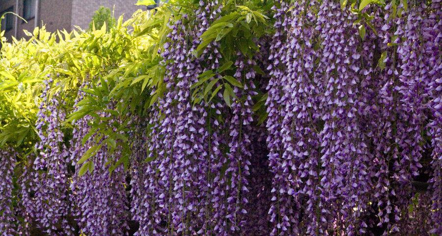 紫藤花花语——花开盛世，芬芳如梦（探寻紫藤花的美丽秘密）