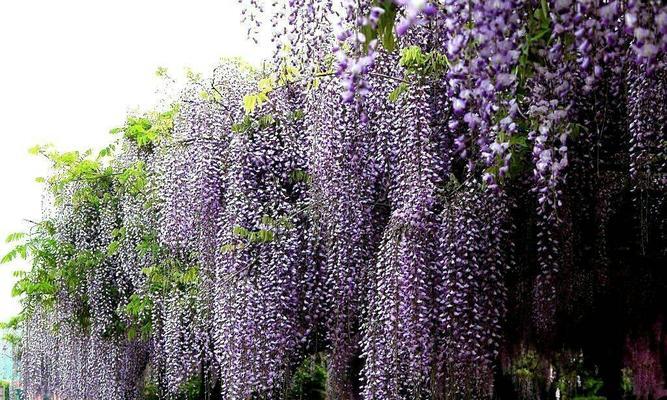 紫藤花花语寓意（探索紫藤花的花语）