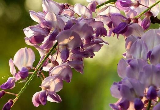 紫藤花的象征与寓意——浪漫与希望的化身（探索紫藤花语）