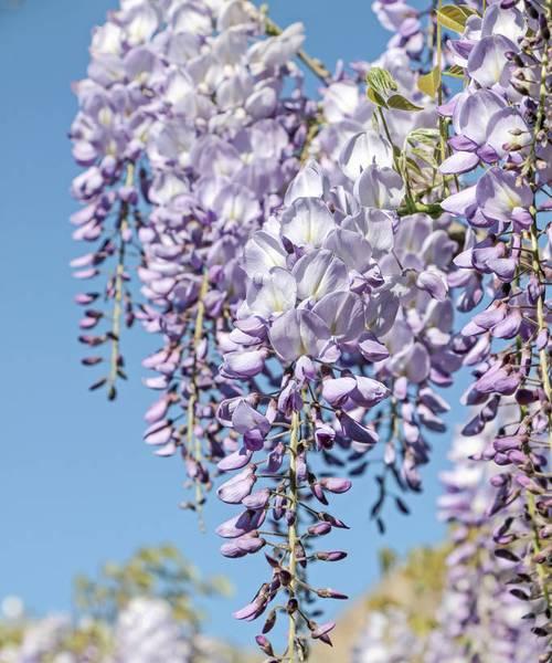 紫藤花的美丽与寓意（探究紫藤花的象征意义）