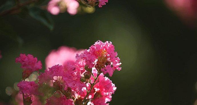 紫薇花花语之美丽与神秘（探寻紫薇花的花语）