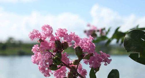 紫薇花花语之美丽与神秘（探寻紫薇花的花语）