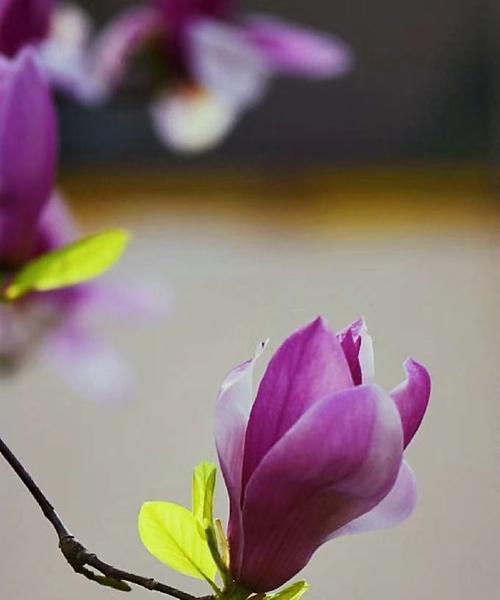 紫玉兰花的寓意与象征（探索紫玉兰花的神秘魅力）
