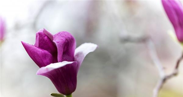 紫玉兰花语及其寓意——崇高与纯洁的象征（探寻紫玉兰的美丽花语）