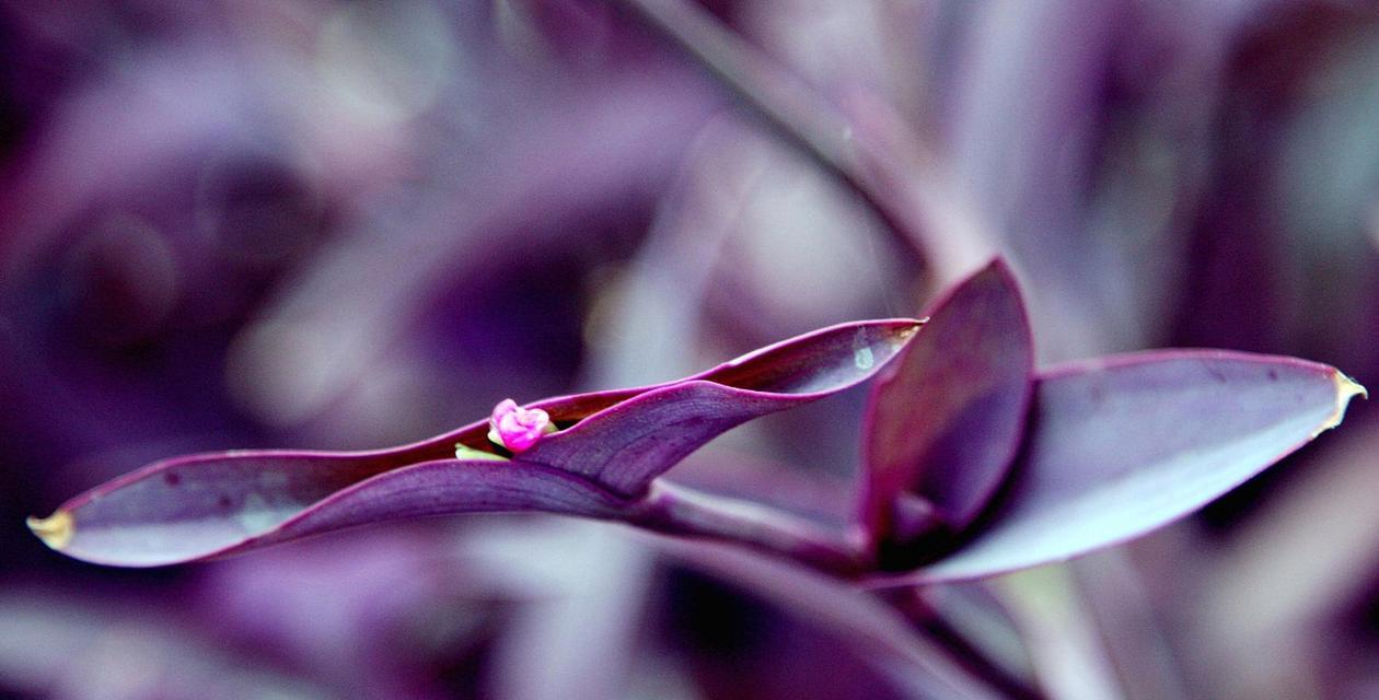 紫竹梅花语（寓意深远的紫竹梅花）