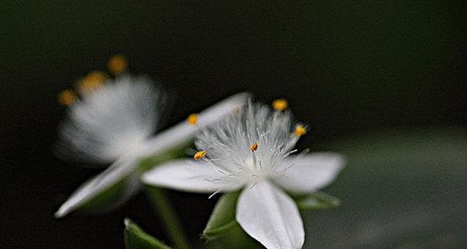 白花紫露草的花语与寓意（解读白花紫露草的深层心灵秘密）