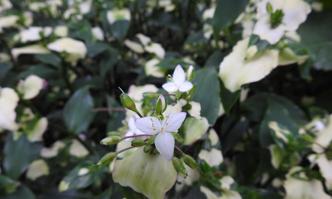 白花紫露草的花语与寓意（解读白花紫露草的深层心灵秘密）