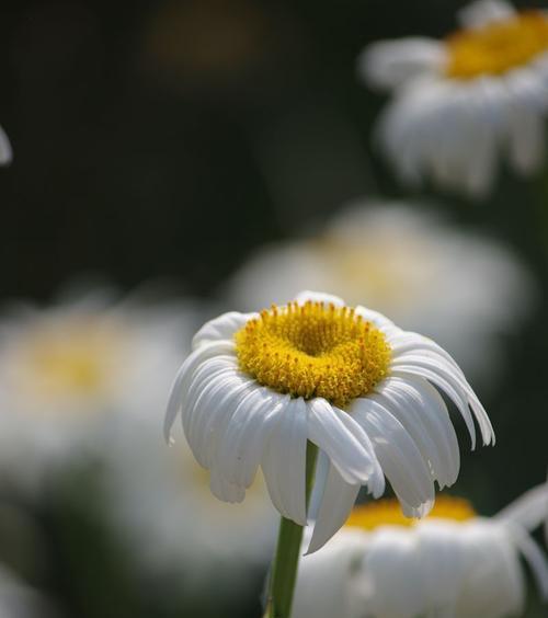 白菊的花语与意义（探寻白菊的传统象征与现代诠释）