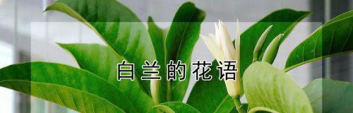 白兰花花语及其意义的探索（探寻白兰花的花语）