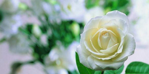 白玫瑰的花语（白玫瑰的花语是什么）