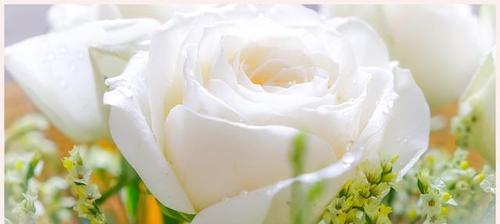白色玫瑰的花语与寓意（纯洁）