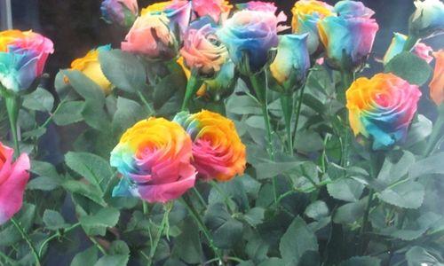 彩虹玫瑰（绽放在生命的七彩天空中的神奇花朵）