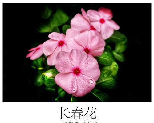 长春花的花语与寓意（美丽寓意满满的祝福）