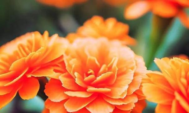 橙色月季花的象征意义及魅力（探索橙色月季花的内涵与美丽）
