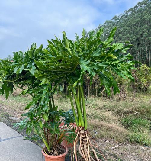 春羽花语及其寓意的解读——唤醒心灵的美丽力量（探寻春羽花语的深层意义）