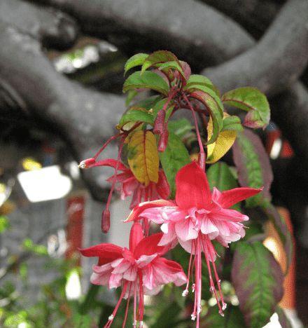 吊钟花的花语（探寻吊钟花的意义与象征）