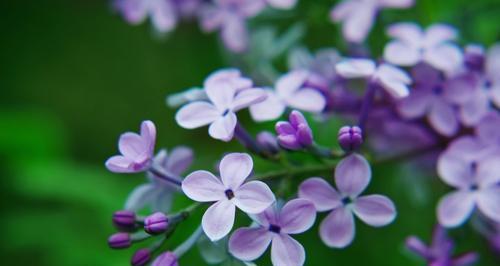 丁香花语与其意义（解析丁香花语的深层含义）