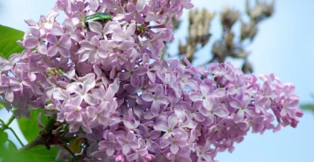 丁香花语与其意义（解析丁香花语的深层含义）