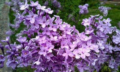 丁香花的花语与意义（探寻丁香花的神秘内涵）