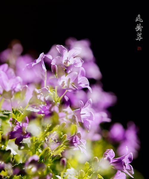 风铃草的花语与传说（传承千年的花朵之谜与美丽传说）