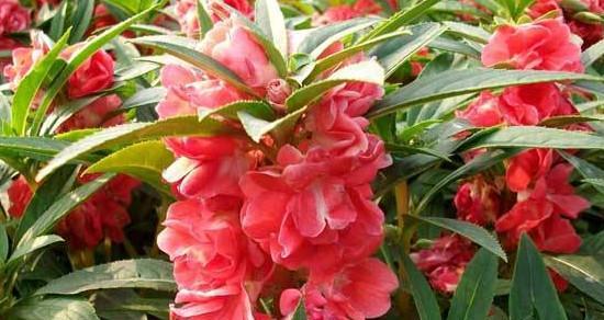 凤仙花的花语——美丽与热情的象征（凤仙花的花语与寓意解读）