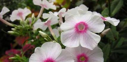 凤仙花的花语——美丽与热情的象征（凤仙花的花语与寓意解读）