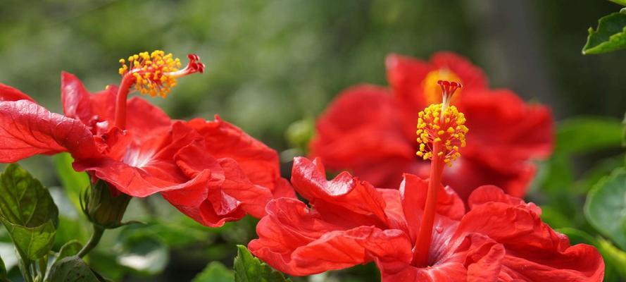 扶桑花的花语与意义（深入探索扶桑花的独特寓意）