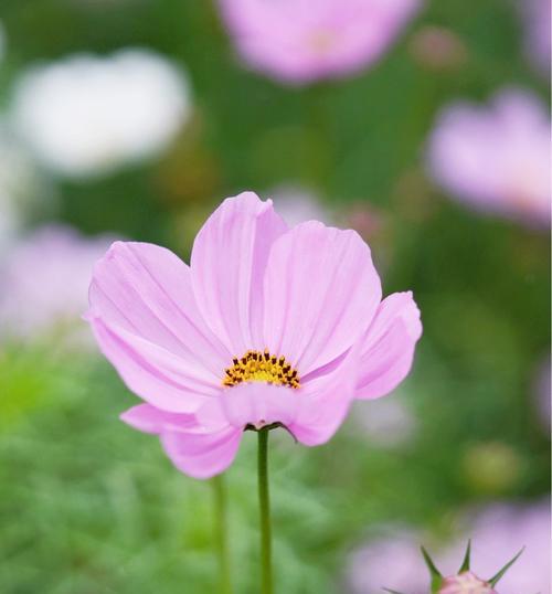 格桑花的花语与意义（揭秘格桑花的深刻内涵与象征意义）