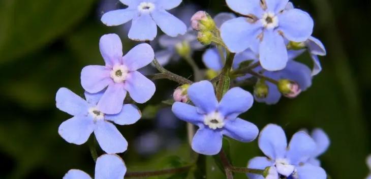 以康乃馨花语为主题的文章（表达歉意的花语）