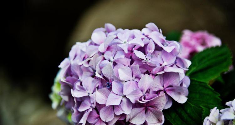 放弃爱你的花语——菊花的坚决告别（宁愿孤芳自赏）