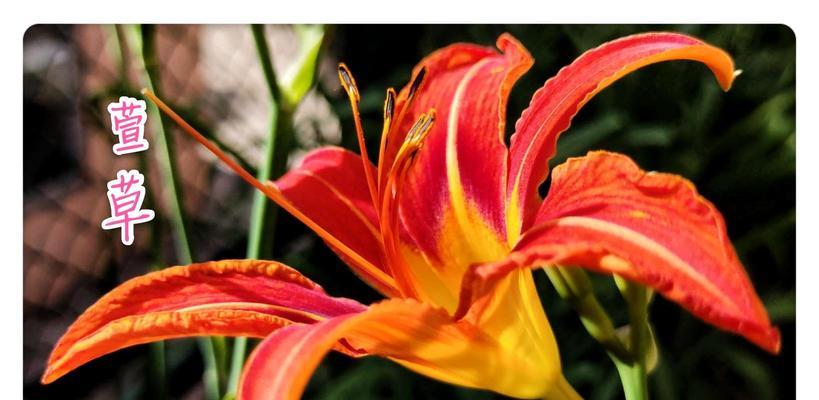 《放下的花语》（以白玫瑰为主题的花语探究）